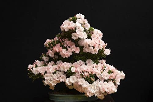 Japanische Zierkirsche Bonsai Prunus serrulata 5 Samen Bonsai geeignet von exoticsamen Samenraritäten aus aller Welt