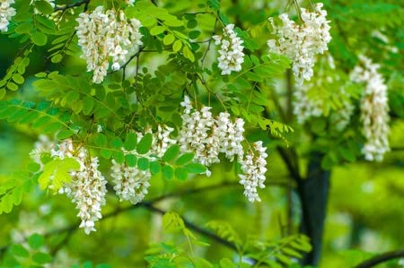Japanischer Schnurbaum Sophora japonica Japanese Pagoda Tree Bienenmagnet 5 Samen von exoticsamen Samenraritäten aus aller Welt