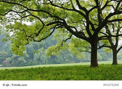 Kampferbaum Cinnamomum Camphor SEHR SELTEN 5 Samen von exoticsamen Samenraritäten aus aller Welt