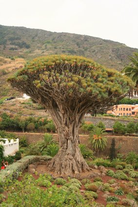 Kanarischer Drachenbaum Dracena draco 5 Samen von exoticsamen Samenraritäten aus aller Welt