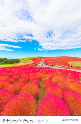 Kochia scoparia Sommerzypresse 30 Samen von exoticsamen Samenraritäten aus aller Welt