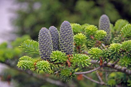 Korea Tanne Abies Koreana 10 Samen von exoticsamen Samenraritäten aus aller Welt