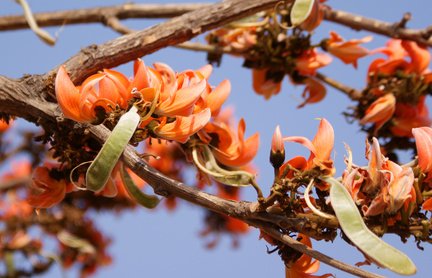 Lackbaum Butea monosperma ABSOLUTE RARITÄT 5 Samen von exoticsamen Samenraritäten aus aller Welt