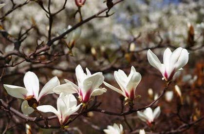 Magnolie Magnolia biondii 5 Samen FROSTHART von exoticsamen Samenraritäten aus aller Welt