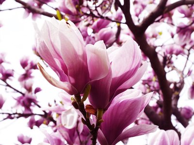 Magnolie Magnolia loebneri 5 Samen FROSTHART von exoticsamen Samenraritäten aus aller Welt