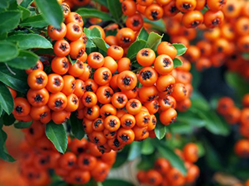 Mittelmeer Feuerdorn Pyracantha coccinea 20 Samen Heckenstrauch von exoticsamen Samenraritäten aus aller Welt