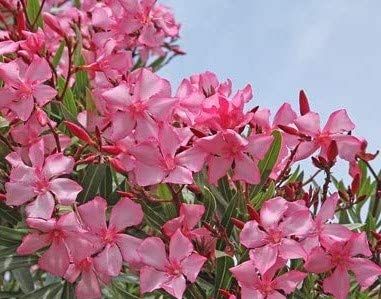 Nerium Oleander Rosenlorbeer rosa blühend 10 Samen von exoticsamen Samenraritäten aus aller Welt