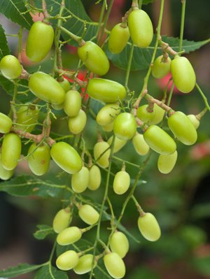 Niembaum Azadirachta indica 5 Samen von exoticsamen Samenraritäten aus aller Welt