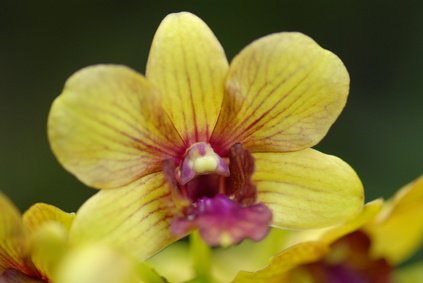 Orchideenbaum gelb Bauhinia Tomentosa 5 Samen von exoticsamen Samenraritäten aus aller Welt