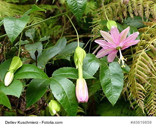 Passionsblume Passiflora molissima Bananenpassionsblume essbare Früchte 5 Samen von exoticsamen Samenraritäten aus aller Welt