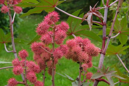 Ricinus Communis Palma Christi Wunderbaum 5 Samen von exoticsamen Samenraritäten aus aller Welt