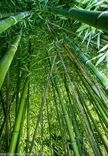 Riesenbambus Dendrocalamus gigantea 10 Samen von exoticsamen Samenraritäten aus aller Welt