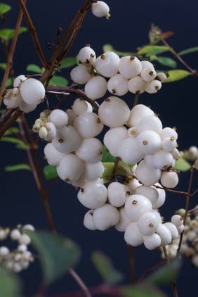 Schneebeere Symphoricarpos albus Knallerbsenstrauch 20 Samen frosthart von exoticsamen Samenraritäten aus aller Welt