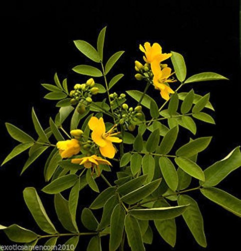 Senna floribunda Cassia Gewürzstrauch 10 Samen von exoticsamen Samenraritäten aus aller Welt