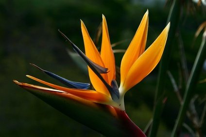 Strelitzia Nicolai Paradiesvogelblume 5 Samen von exoticsamen Samenraritäten aus aller Welt