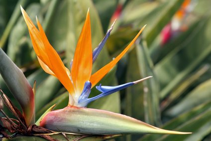 Strelitzia Reginae Paradiesvogelblume 5 Samen von exoticsamen Samenraritäten aus aller Welt