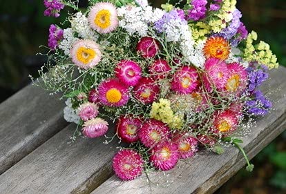 Strohblumen Helichrysum Trockenblumen bunt gemischt 100 Samen von exoticsamen Samenraritäten aus aller Welt