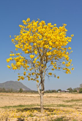 Tabebuia argentea Tree of Gold Trompetenbaum 5 Samen von exoticsamen Samenraritäten aus aller Welt