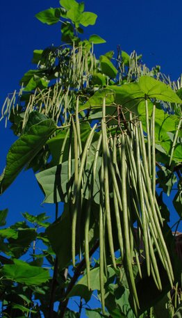 Thailändische Meterbohne grün Yard long Bean 100 Samen von exoticsamen Samenraritäten aus aller Welt
