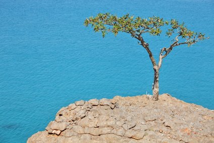 Weihrauchbaum Boswellia sacra 3 Samen von exoticsamen Samenraritäten aus aller Welt