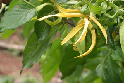 Ylang Ylang Betörender Duft Parfümblume 5 Samen von exoticsamen Samenraritäten aus aller Welt