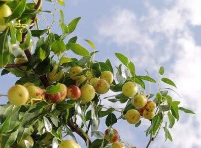 Ziziphus mauritiana Indische Jujube 5 frische Samen von exoticsamen Samenraritäten aus aller Welt