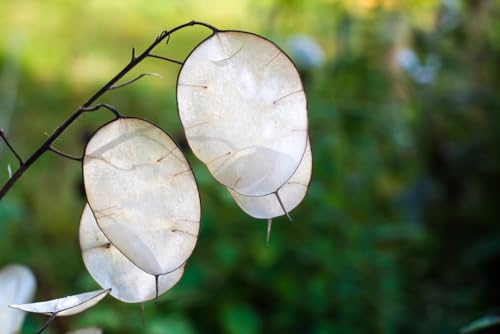 Lunaria biennis Silberblatt 10 Samen von exoticsamen Samenraritöten aus aller Welt