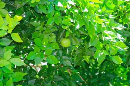 Aegle marmelos Bengalische Quitte Bael Frucht 10 Samen von exoticsamen.com PREMIUM QUALITY SEEDS