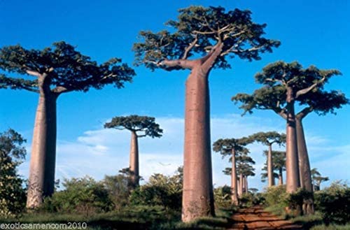 Affenbrotbaum Baobab Adansonia digitata 5 Samen von exoticsamen.com PREMIUM QUALITY SEEDS