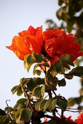 Afrikanischer Tulpenbaum Spathodea campanulata 10 Samen von exoticsamen.com PREMIUM QUALITY SEEDS