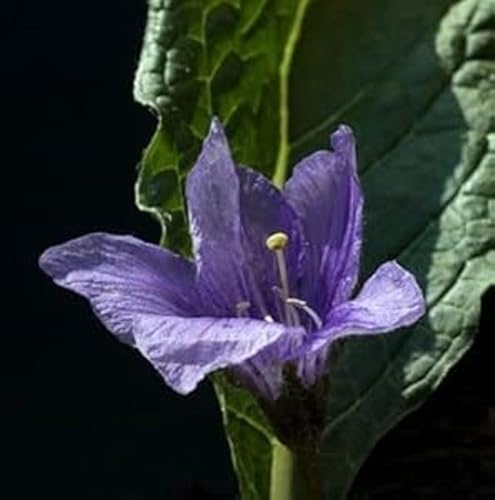 Alraune Mandrogora officinarum 3 Samen von exoticsamen.com PREMIUM QUALITY SEEDS