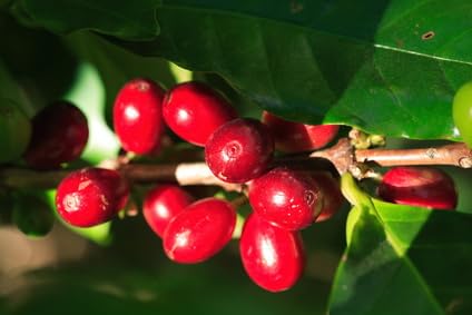 Arabica Kaffee Coffea arabica Kaffeebaum 10 Samen von exoticsamen.com PREMIUM QUALITY SEEDS