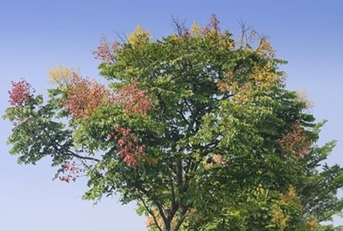 Blasenbaum Koelreuteria paniculata Lampionbaum frosthart 10 Samen von exoticsamen.com PREMIUM QUALITY SEEDS