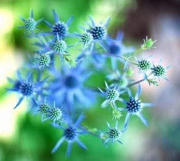 Blaue Edeldistel Eryngium planum 10 Samen von exoticsamen.com PREMIUM QUALITY SEEDS