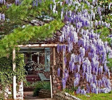 Blauregen Wisteria floribunda Japanischer Blauregen 5 Samen von exoticsamen.com PREMIUM QUALITY SEEDS