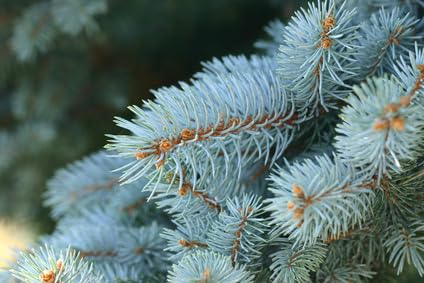 Blautanne picea pungens Colorado Blue Spruce frosthart 10 Samen von exoticsamen.com PREMIUM QUALITY SEEDS