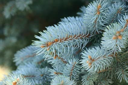 Blautanne picea pungens frosthart 10 Samen von exoticsamen.com PREMIUM QUALITY SEEDS