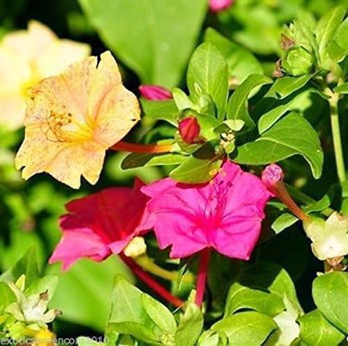 Blütenmeer im Garten Herrlich duftende Wunderblume Mirabilis jalapa 10 Samen Blütenmeer im Garten Herrlich duftende Wunderblume Mirabilis jalapa 10 Samen von exoticsamen.com PREMIUM QUALITY SEEDS