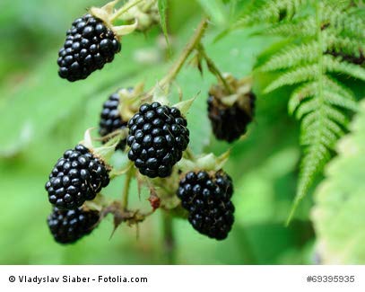 Brombeere rubus fruiticosus Blackberry 10 Samen frosthart von exoticsamen.com PREMIUM QUALITY SEEDS