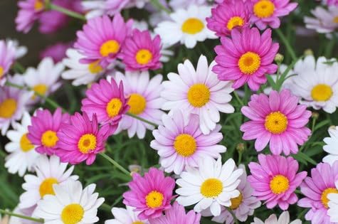 Bunte Margeriten Tanaceum coccineum mehrjährig ca. 50 Samen (1) von exoticsamen.com PREMIUM QUALITY SEEDS