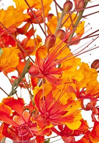 Wundervolle Blüten Caesalpinia pulcherrima Paradiesvogelstrauch 5 Samen Wundervolle Blüten Caesalpinia pulcherrima Paradiesvogelstrauch 5 Samen von exoticsamen.com PREMIUM QUALITY SEEDS