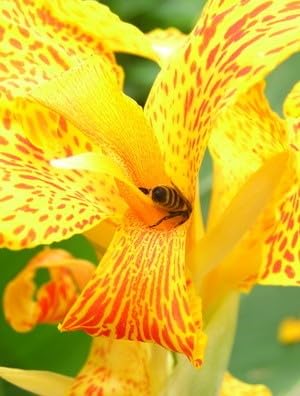 Canna indica Indisches Blumenohr 10 Samen gelb von exoticsamen.com PREMIUM QUALITY SEEDS