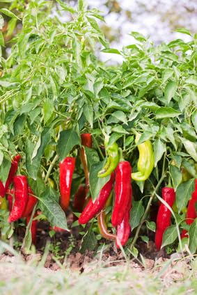 Cayenne Chili ca. 10 Samen von exoticsamen.com PREMIUM QUALITY SEEDS