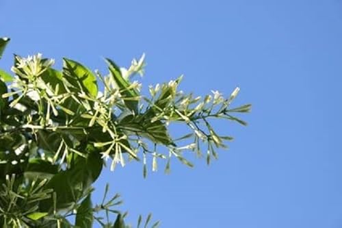 Cestrum nocturnum Nachtjasmin RARITÄT 5 Samen von exoticsamen.com PREMIUM QUALITY SEEDS