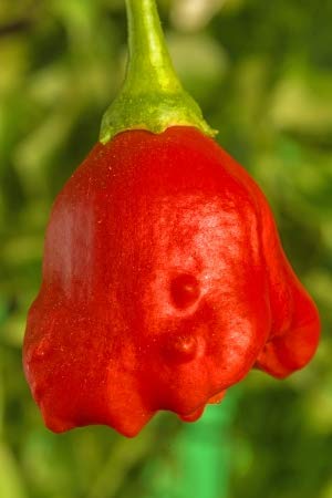 Chili Bishops Crown Bischopfsmütze Glockenchili 10 Samen von exoticsamen.com PREMIUM QUALITY SEEDS