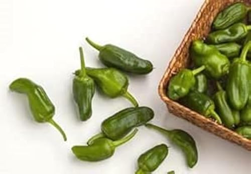 Chili Pimiento de Padron Milde Sorte für Tapas zum Füllen, Grillen, Braten 100 Samen von exoticsamen.com PREMIUM QUALITY SEEDS