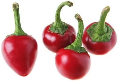 Chili Satans Kiss zum Füllen 10 Samen von exoticsamen.com PREMIUM QUALITY SEEDS