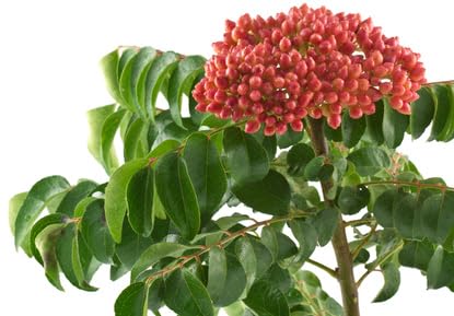 Currybaum Murraya koenigii Curry leaf 5 Samen - Anzucht ganzjährig möglich Currybaum Murraya koenigii Curry leaf 5 Samen - Anzucht ganzjährig möglich von exoticsamen.com PREMIUM QUALITY SEEDS