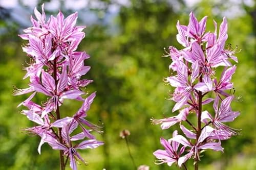 Dictamnus albus Brennender Busch mehrjährig winterhart 15 Samen von exoticsamen.com PREMIUM QUALITY SEEDS