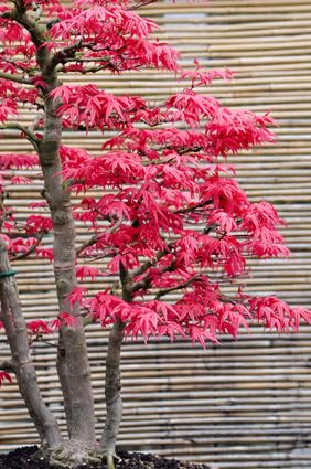 Dreispitzahorn Acer Burgeranum 10 Samen Bonsai geeignet von exoticsamen.com PREMIUM QUALITY SEEDS